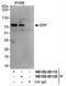 ETS2 Repressor Factor antibody, NB100-88120, Novus Biologicals, Western Blot image 