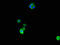Acidic Nuclear Phosphoprotein 32 Family Member D antibody, LS-C498370, Lifespan Biosciences, Immunofluorescence image 