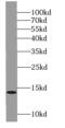 SS Nuclear Autoantigen 1 antibody, FNab05534, FineTest, Western Blot image 