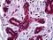 Stromal Antigen 1 antibody, orb94682, Biorbyt, Immunohistochemistry paraffin image 