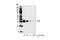 IL-6 antibody, 12912T, Cell Signaling Technology, Western Blot image 