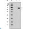 Wnt Family Member 5A antibody, LS-C812860, Lifespan Biosciences, Western Blot image 