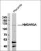 Glutamate Ionotropic Receptor NMDA Type Subunit 3A antibody, orb157999, Biorbyt, Western Blot image 