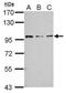 RAS P21 Protein Activator 4 antibody, GTX121563, GeneTex, Western Blot image 
