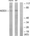 Adducin 3 antibody, LS-B10008, Lifespan Biosciences, Western Blot image 