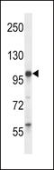 Dual 3 ,5 -cyclic-AMP and -GMP phosphodiesterase 11A antibody, 57-410, ProSci, Western Blot image 