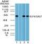 Kruppel Like Factor 4 antibody, PA5-23184, Invitrogen Antibodies, Western Blot image 