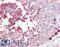 Cyclic Nucleotide Gated Channel Alpha 2 antibody, LS-B9623, Lifespan Biosciences, Immunohistochemistry frozen image 