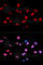 RB Transcriptional Corepressor 1 antibody, AP0089, ABclonal Technology, Immunofluorescence image 