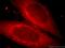 C-X-C Motif Chemokine Receptor 2 antibody, 20634-1-AP, Proteintech Group, Immunofluorescence image 