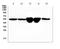 GC Vitamin D Binding Protein antibody, A03364-2, Boster Biological Technology, Western Blot image 