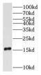 Ribosomal Protein S16 antibody, FNab07462, FineTest, Western Blot image 