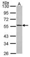ICAp69 antibody, NBP2-16909, Novus Biologicals, Western Blot image 