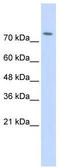 WW Domain Containing E3 Ubiquitin Protein Ligase 2 antibody, TA329807, Origene, Western Blot image 