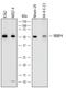 RB Binding Protein 4, Chromatin Remodeling Factor antibody, AF7416, R&D Systems, Western Blot image 