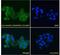 A-Kinase Anchoring Protein 9 antibody, GTX89583, GeneTex, Immunocytochemistry image 