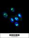 Forkhead Box P2 antibody, 62-036, ProSci, Immunofluorescence image 