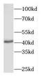 MK12 antibody, FNab04989, FineTest, Western Blot image 