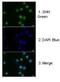 Sonic Hedgehog Signaling Molecule antibody, NBP1-69270, Novus Biologicals, Immunohistochemistry paraffin image 