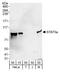 STAT5A antibody, A303-494A, Bethyl Labs, Western Blot image 