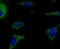 AIF1 antibody, A01394-3, Boster Biological Technology, Immunocytochemistry image 