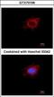Poly(A) RNA polymerase, mitochondrial antibody, MA5-27841, Invitrogen Antibodies, Immunofluorescence image 