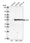 Uridine 5 -monophosphate synthase antibody, HPA036178, Atlas Antibodies, Western Blot image 