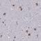KIAA1324 Like antibody, HPA044527, Atlas Antibodies, Immunohistochemistry frozen image 