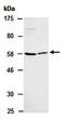 Phosphoprotein Membrane Anchor With Glycosphingolipid Microdomains 1 antibody, orb67085, Biorbyt, Western Blot image 