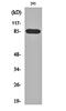 BR Serine/Threonine Kinase 1 antibody, orb160154, Biorbyt, Western Blot image 