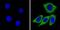 Recoverin antibody, MA1-932, Invitrogen Antibodies, Immunofluorescence image 
