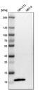 Calvasculin antibody, HPA007973, Atlas Antibodies, Western Blot image 