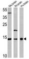 Vesicle Associated Membrane Protein 3 antibody, GTX79273, GeneTex, Western Blot image 