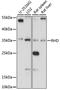 Rh Blood Group D Antigen antibody, LS-C750064, Lifespan Biosciences, Western Blot image 