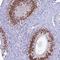 Protein FAM169A antibody, NBP1-93616, Novus Biologicals, Immunohistochemistry frozen image 
