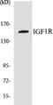 Insulin Like Growth Factor 1 Receptor antibody, EKC1291, Boster Biological Technology, Western Blot image 