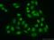 SUB1 Regulator Of Transcription antibody, 10948-2-AP, Proteintech Group, Immunofluorescence image 