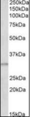Groucho antibody, orb96462, Biorbyt, Western Blot image 