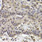 Transcription Termination Factor 2 antibody, MBS9128323, MyBioSource, Immunohistochemistry frozen image 