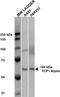 ADAMTS Like 2 antibody, TA326506, Origene, Western Blot image 