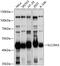 Equilibrative nucleoside transporter 3 antibody, GTX65559, GeneTex, Western Blot image 