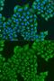 ATPIF1 antibody, GTX33029, GeneTex, Immunocytochemistry image 