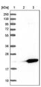 Neuromedin U antibody, PA5-55269, Invitrogen Antibodies, Western Blot image 