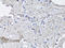 NLR Family CARD Domain Containing 4 antibody, LS-C748181, Lifespan Biosciences, Immunohistochemistry frozen image 