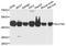 Solute Carrier Family 7 Member 5 antibody, A2833, ABclonal Technology, Western Blot image 