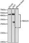 F-box only protein 25 antibody, LS-C750123, Lifespan Biosciences, Western Blot image 