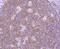 Inositol Polyphosphate-5-Phosphatase D antibody, NBP2-67387, Novus Biologicals, Immunohistochemistry paraffin image 