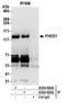 Formin Homology 2 Domain Containing 1 antibody, A304-825A, Bethyl Labs, Immunoprecipitation image 