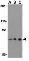 Nicastrin antibody, GTX31751, GeneTex, Western Blot image 