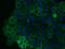 CD44 antibody, NB500-481, Novus Biologicals, Immunofluorescence image 
